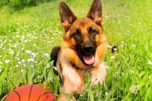 Ronaldog contrôle le ballon comme aucun autre chien