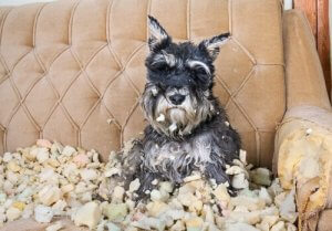 Conseils pour réduire le stress chez votre chien