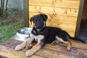 Comment choisir une niche pour votre chien ?