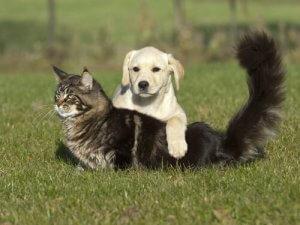 impuissance apprise chez les animaux