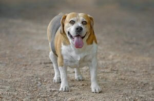 Mon chien est en surpoids : que faire ?