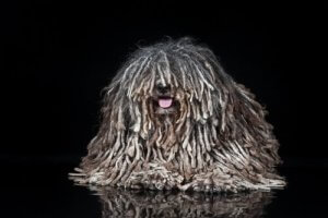 les races de chiens les plus étranges : le puli hongrois