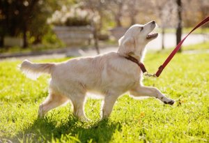 Comment savoir si mon chien a besoin de calcium