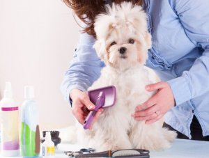 A quoi est due la chute de poils chez le chien ?