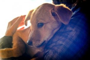 chien sauvé grâce à Pokémon Go
