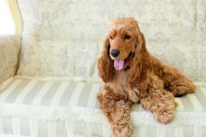 chienne vivant une grossesse nerveuse