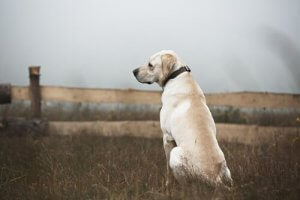 don du sang chez les chiens