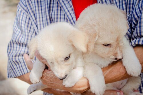 adopter un nouveau chien