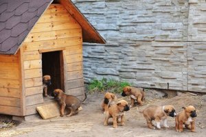 chiots dans une niche