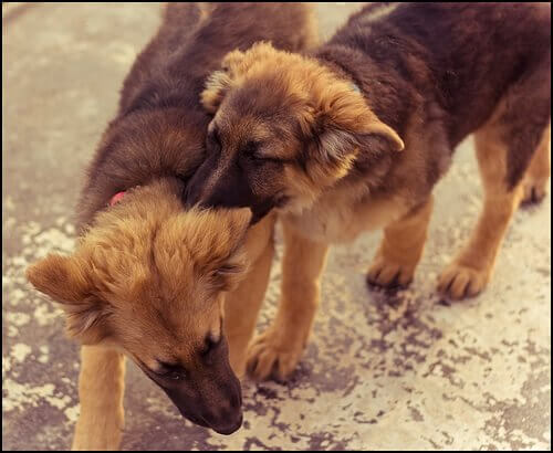 les combats de chiens sont une forme de maltraitance animale