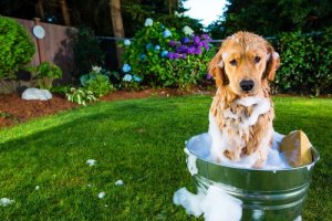 préparer soi-même un shampooing pour chien