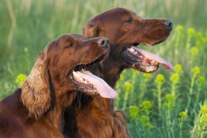 Comment les chiens transpirent-ils ?