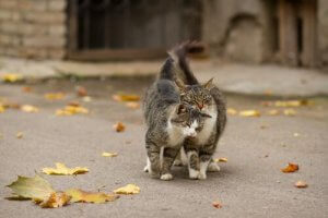 Comment les chats marquent-ils leur territoire dans une maison ?
