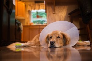 7 conseils pour aider le chien à récupérer après une opération