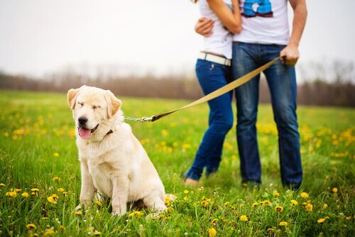 couple promenant un chien jaloux