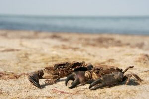 Différences entre les crabes et les étrilles
