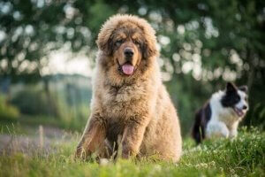 Découvrez Les Races De Chien Les Plus étranges Mes Animaux