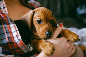 L'éducation de base à fournir à un chiot