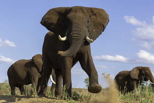 le musth chez les éléphants