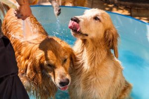 Les parfums pour chiens : pour ou contre ?