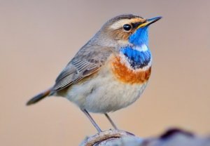 Le gorgebleue à miroir : caractéristiques de ce merveilleux oiseau