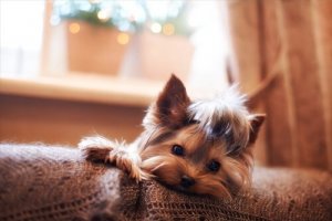 Une chienne peut-elle avoir une grossesse nerveuse ?