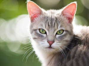 Les chats peuvent souffrir d'hyperthyroïdie