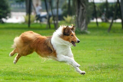 Kato n'est pas le seul chien de cinéma : ici, Lassie