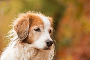 Connaissez-vous l'impuissance apprise ?