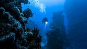 Existe-t-il des insectes marins sur notre planète ?