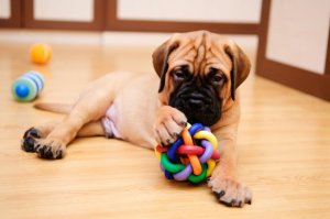 Comment jouer avec votre chien à la maison ?