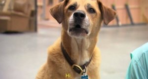 Kato, le chien d'Hollywood