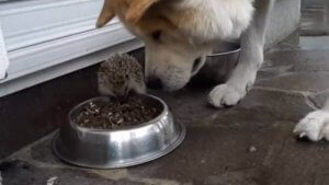 Le hérisson qui défiait le chien