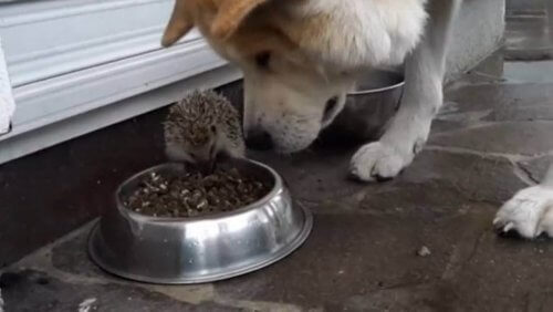 Le hérisson qui défiait le chien