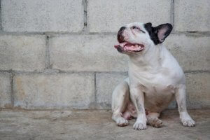 Comment prévenir et guérir la leishmaniose de votre chien