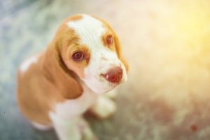 La maladie de Carré chez le chien
