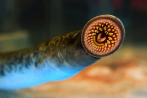 Lamproie marine : habitat et morphologie