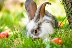 l'Argentine est le pays où on compte le plus d'animaux de compagnie par habitant