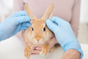 Traitement contre les puces pour les lapins