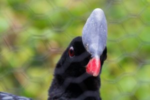 Le Hocco à pierre (pauxi pauxi) en voie de disparition