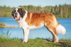 Le Saint-Bernard : un chien protecteur inné