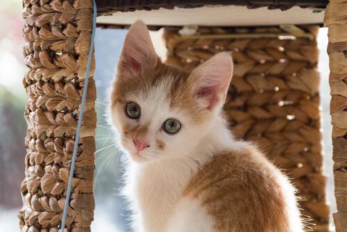 le marquage du territoire chez le chat