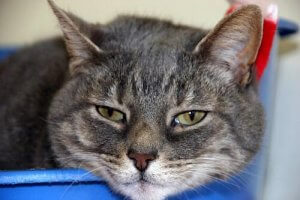 9 maladies communes chez les chats