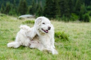 Découvrez quels sont les parasites les plus courants chez les chiens