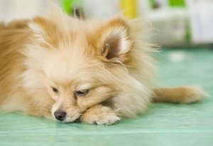 le hérisson et le chien