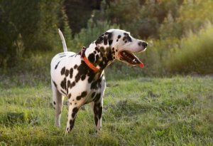 Les chiens remuent aussi la queue quand ils sont tristes