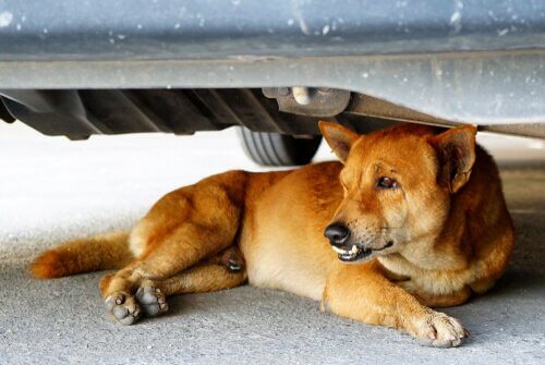 chien qui a peur des voitures