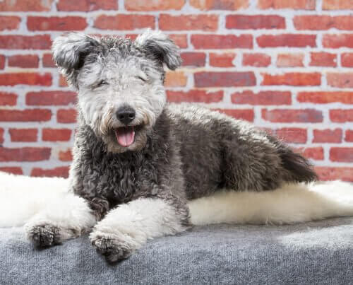 Le Pumi Connaissez Vous Cette Nouvelle Race De Chien