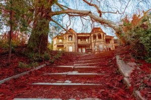 macaque de Gibraltar