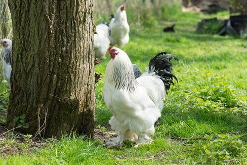 poules brahma